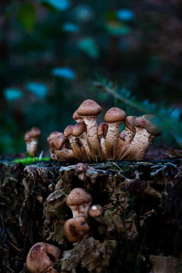 Magic Mushrooms and The Bigger Scam?